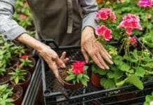 5 consejos a la hora de comprar geranios