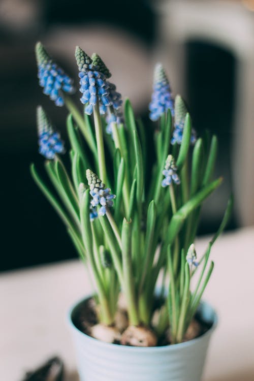 Las mejores plantas para cultivar en el jardín en primavera 5 temporada de primavera