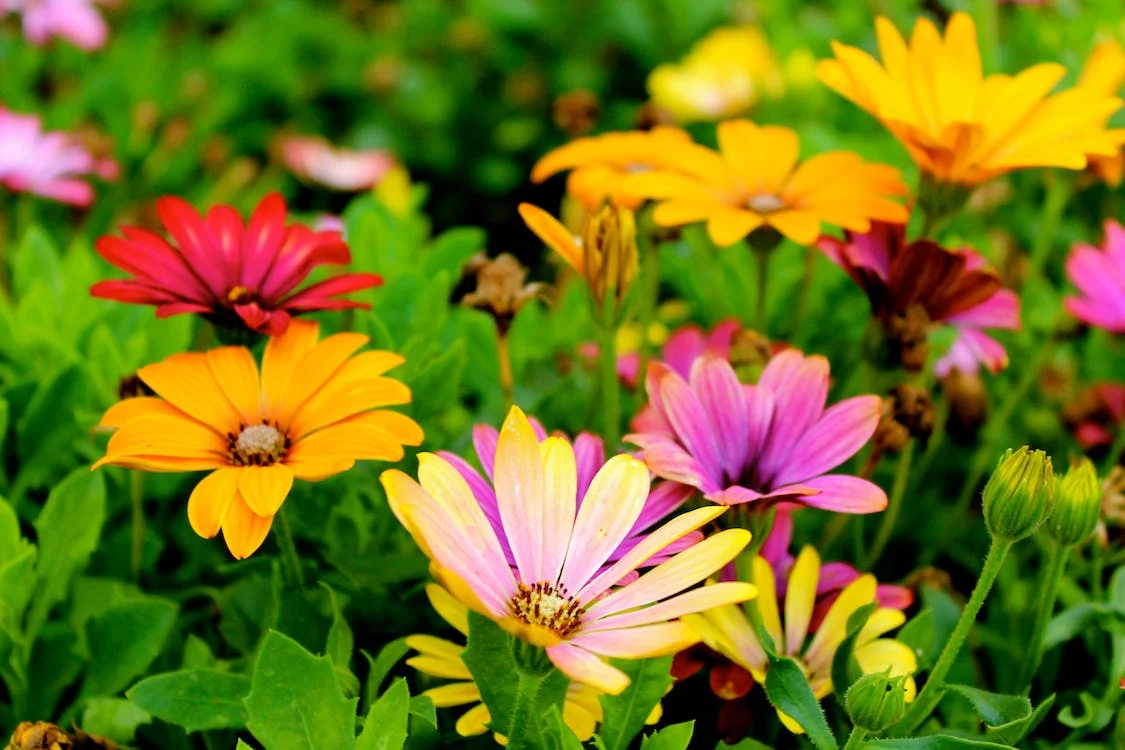 Cómo decorar tu jardín para la temporada de primavera 4 temporada de primavera