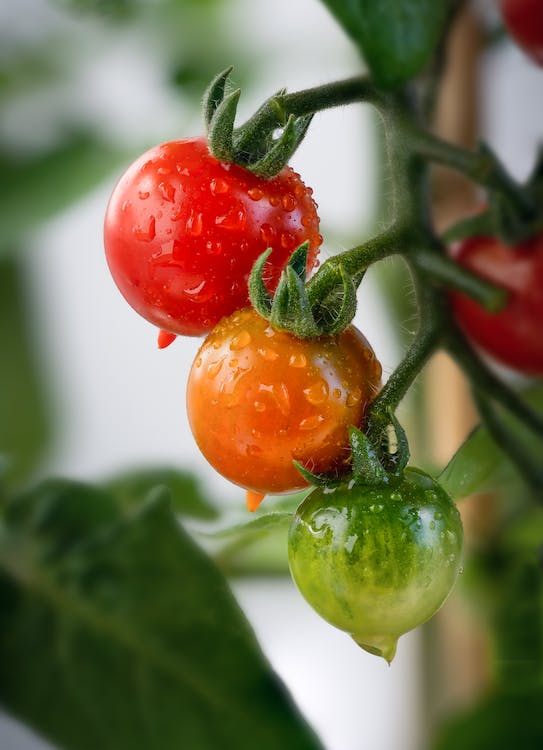 Las mejores plantas para cultivar en el jardín en primavera 6 temporada de primavera
