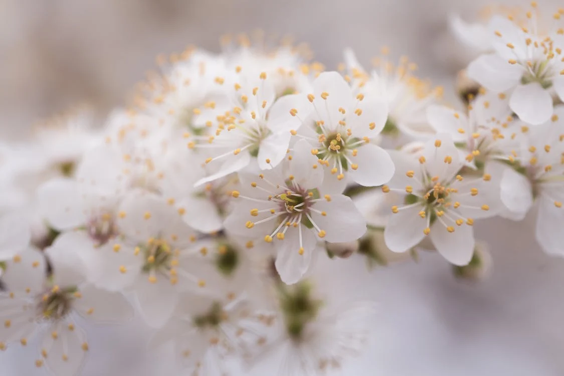 Cómo decorar tu jardín para la temporada de primavera 5 temporada de primavera