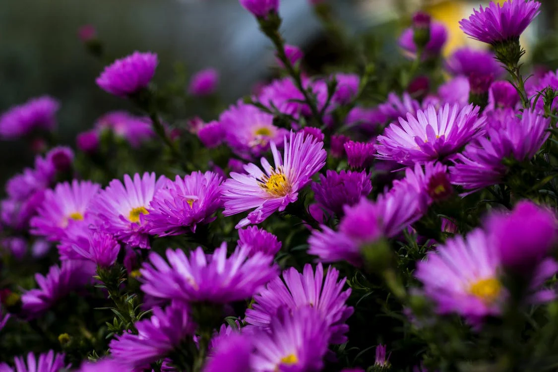 Cómo decorar tu jardín para la temporada de primavera 6 temporada de primavera