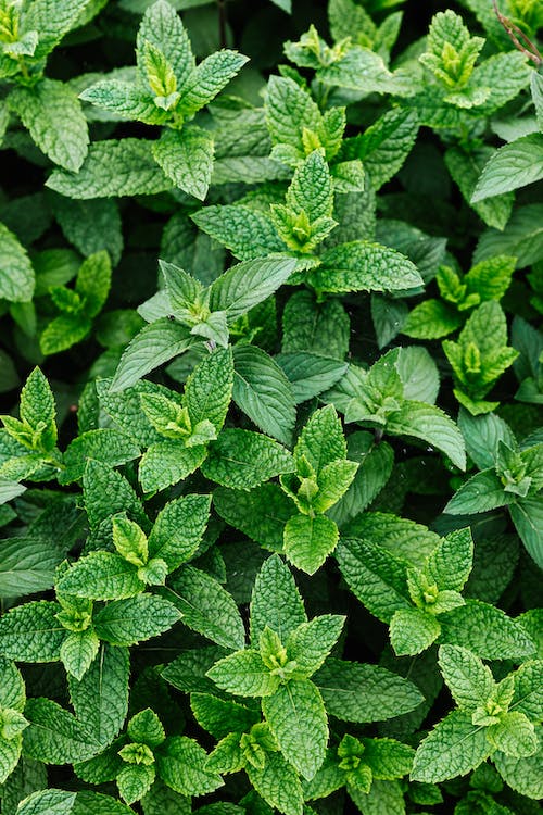 Las mejores plantas para cultivar en el jardín en primavera 4 temporada de primavera