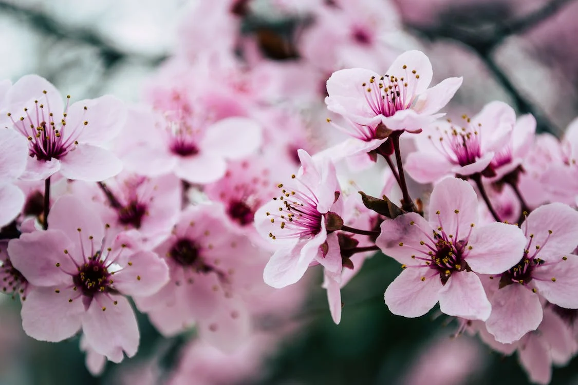 Cómo decorar tu jardín para la temporada de primavera 3 temporada de primavera