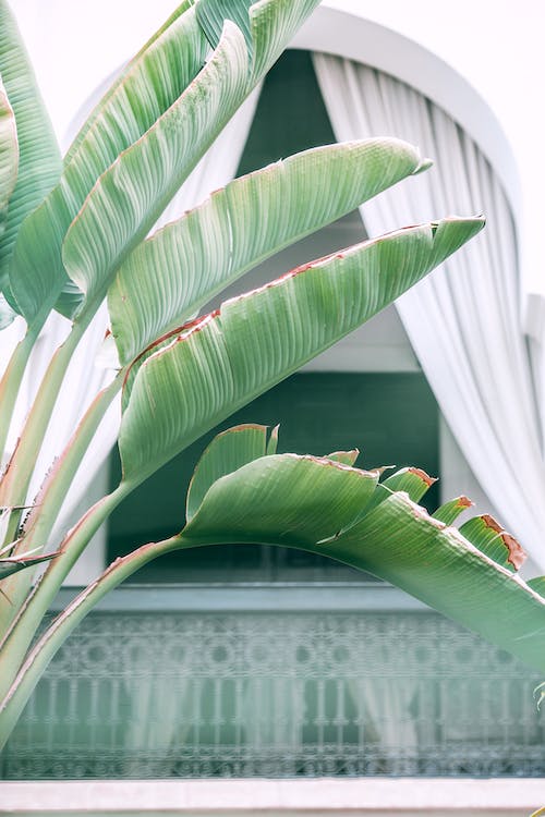 Ideas de decoración inspiradas en la naturaleza: conecta con el exterior en tu hogar 4 Ideas de decoración