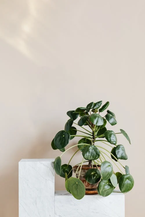 Ideas de decoración inspiradas en la naturaleza: conecta con el exterior en tu hogar 6 Ideas de decoración