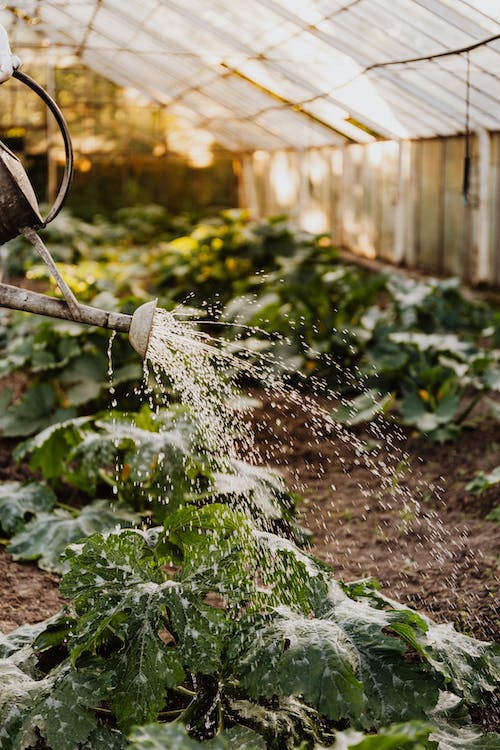 Jardinería urbana: crea oasis verdes en espacios reducidos 4 Jardinería urbana