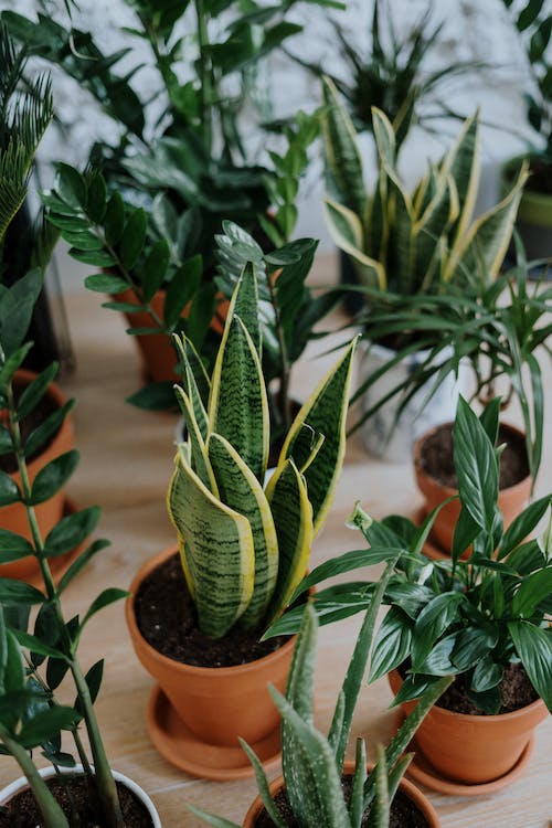 Jardinería urbana: crea oasis verdes en espacios reducidos 8 Jardinería urbana