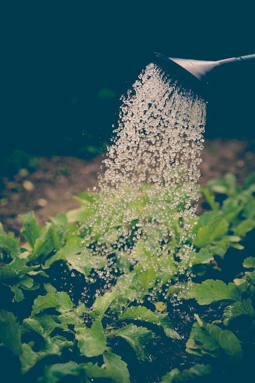 Jardinería urbana: crea oasis verdes en espacios reducidos 11 Jardinería urbana