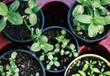 Jardinería urbana: crea oasis verdes en espacios reducidos Jardinería urbana