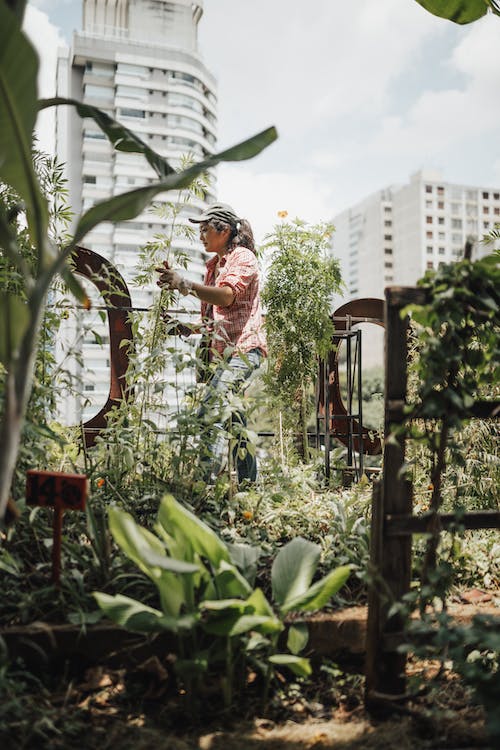 Jardinería urbana: crea oasis verdes en espacios reducidos 3 Jardinería urbana