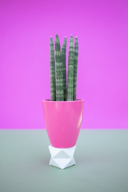 Plantas de interior: Descubre las especies ideales para decorar tu espacio 4 Plantas de interior