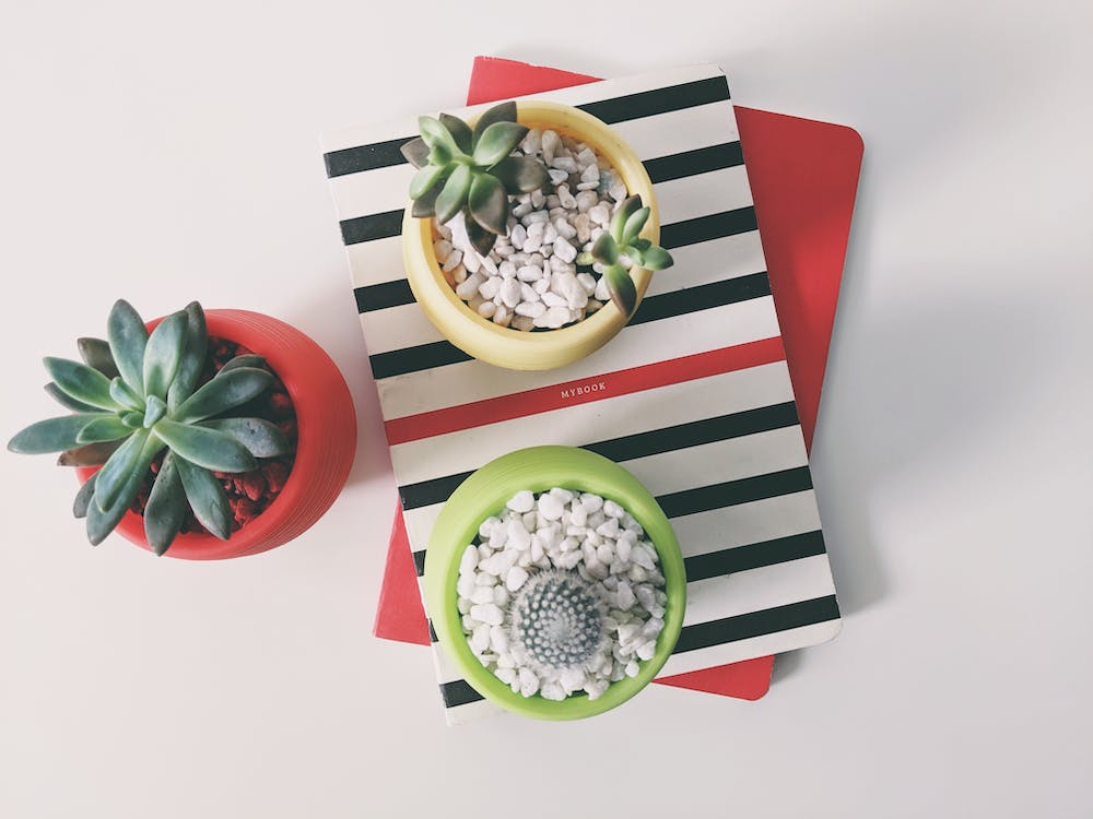 Plantas de interior: Descubre las especies ideales para decorar tu espacio 5 Plantas de interior