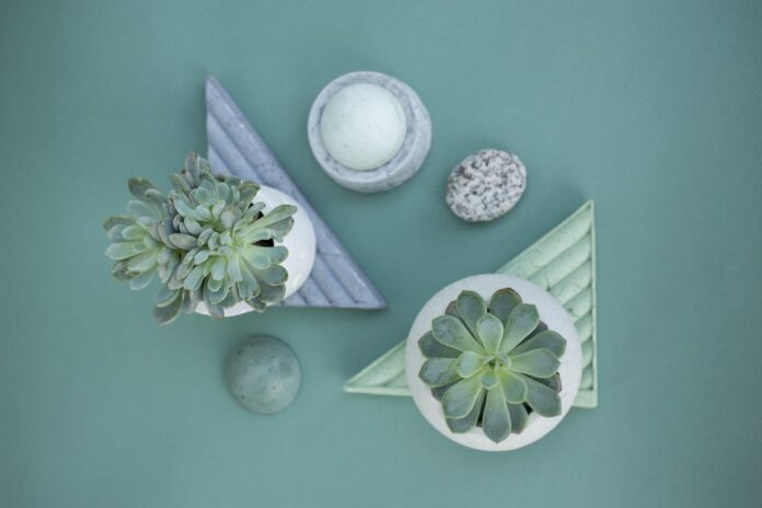 Plantas de interior
