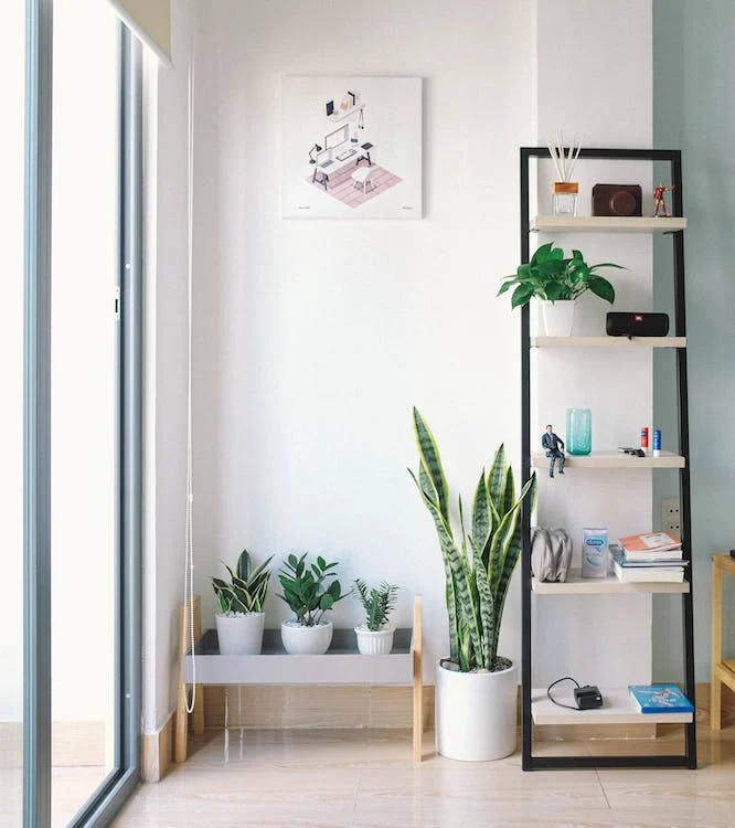 Plantas de interior: Descubre las especies ideales para decorar tu espacio 6 Plantas de interior
