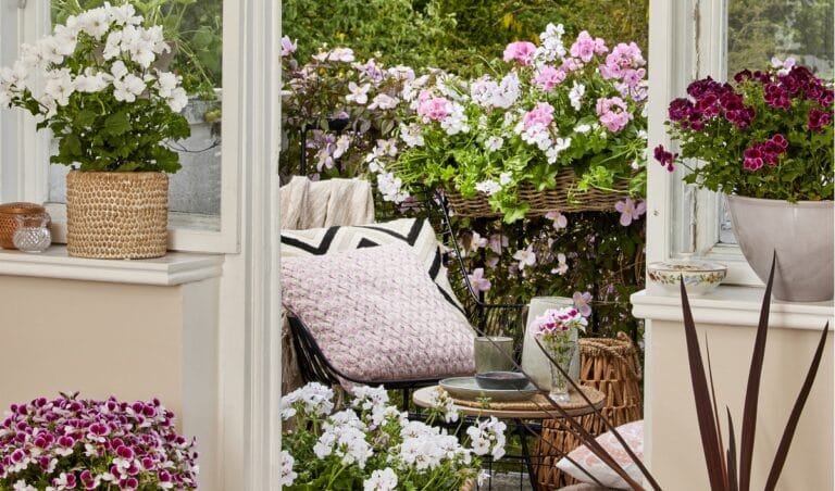 4 consejos para recuperar la vitalidad de tus geranios