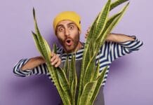 Todo sobre las plantas purificadoras del aire que mejoran el bienestar hogareño