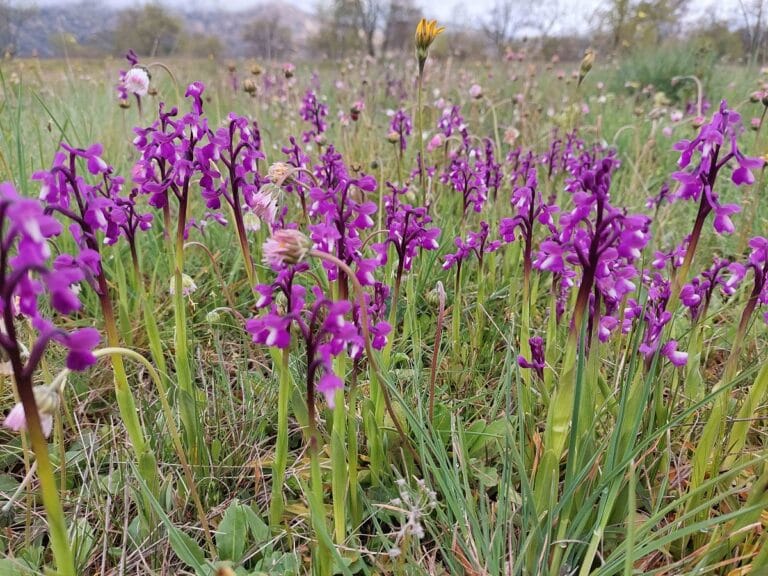 Las orquídeas silvestres son las bellas desconocidas de la Sierra Norte de Guadalajara