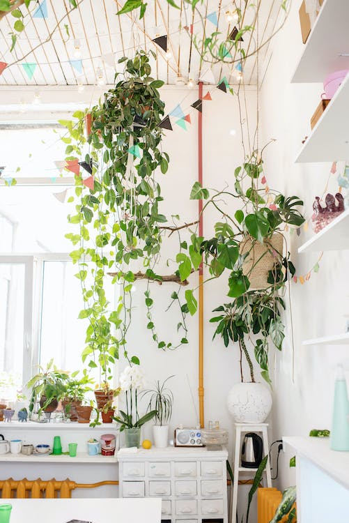 decoración y jardinería
