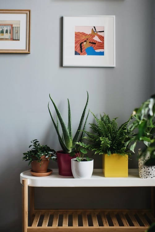 decoración y jardinería
