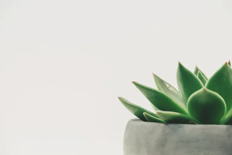 Sostenibilidad y belleza: Armoniza tu espacio con decoración natural Sostenibilidad y belleza: Armoniza tu espacio con decoración natural