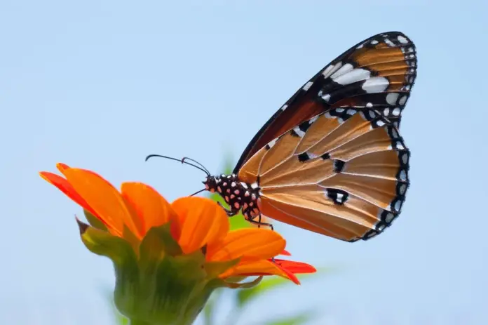 jardín de mariposas