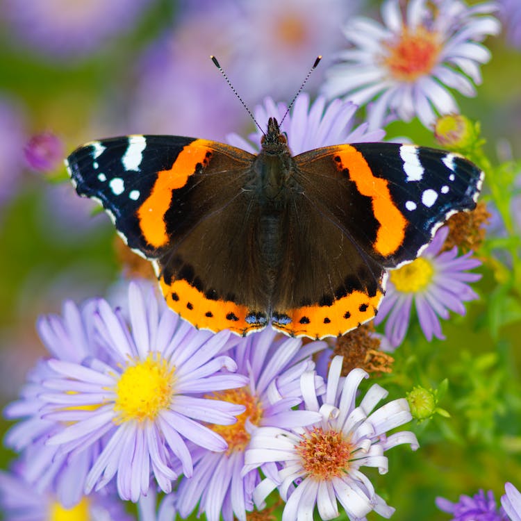 Creación de un hermoso jardín de mariposas: consejos y trucos 2 jardín de mariposas