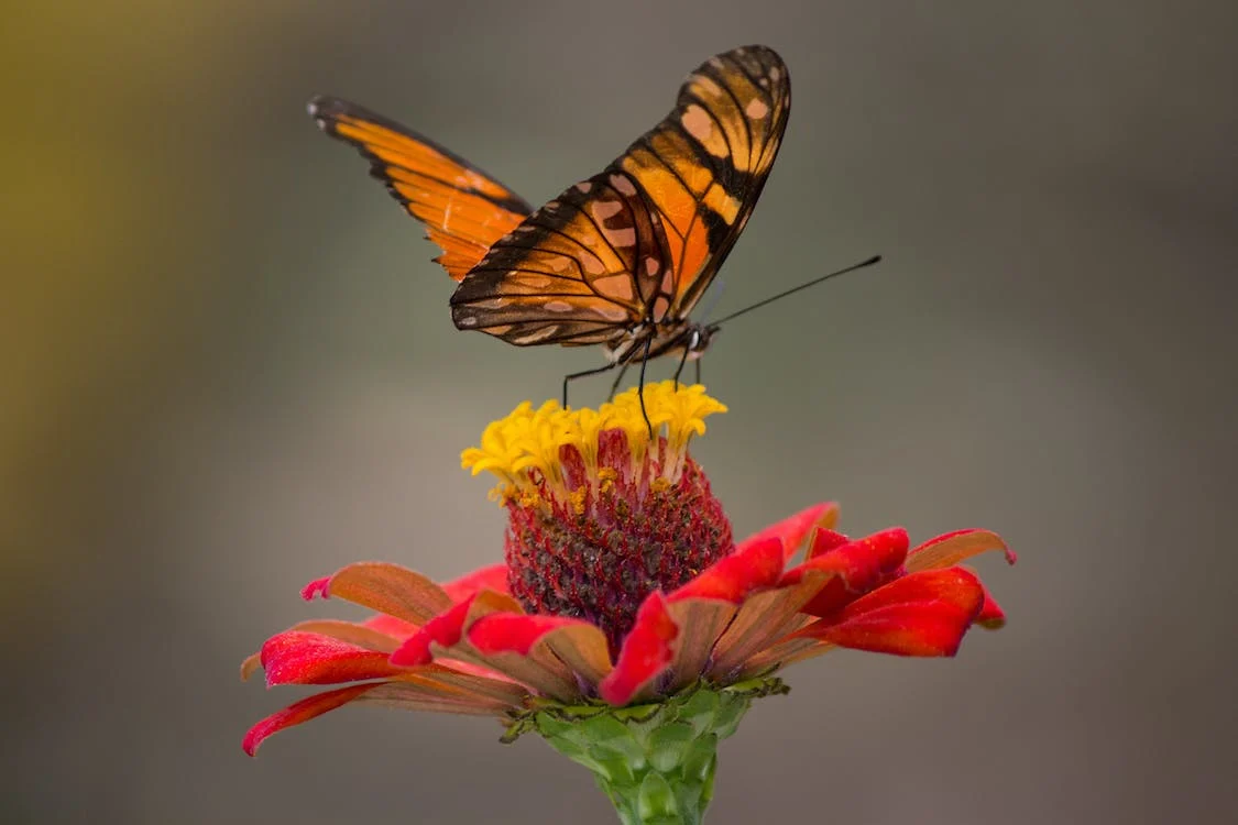 Creación de un hermoso jardín de mariposas: consejos y trucos 3 jardín de mariposas