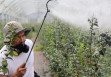 ¿Es el fin del herbicida glifosato en Europa? La CE debate la renovación de su autorización