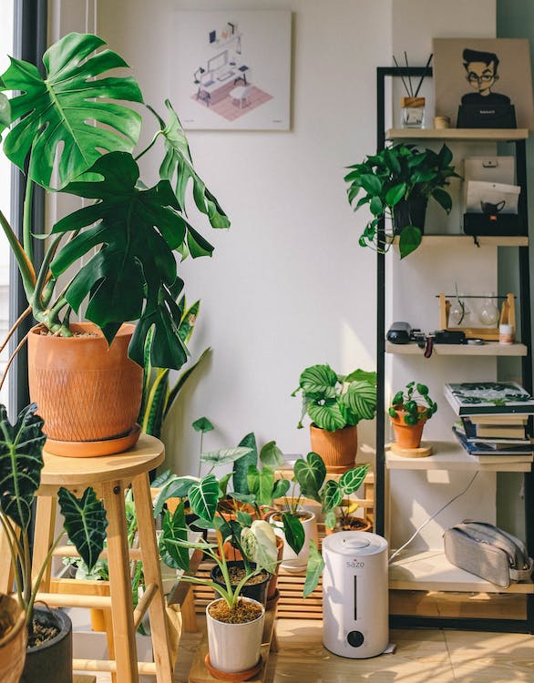 plantas para interiores
