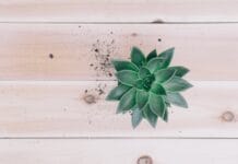 Las mejores plantas para interiores plantas para interiores