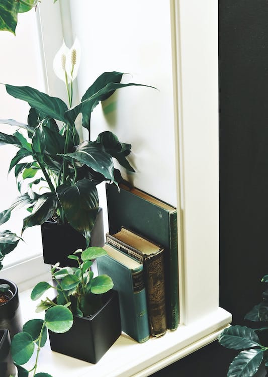 plantas para interiores