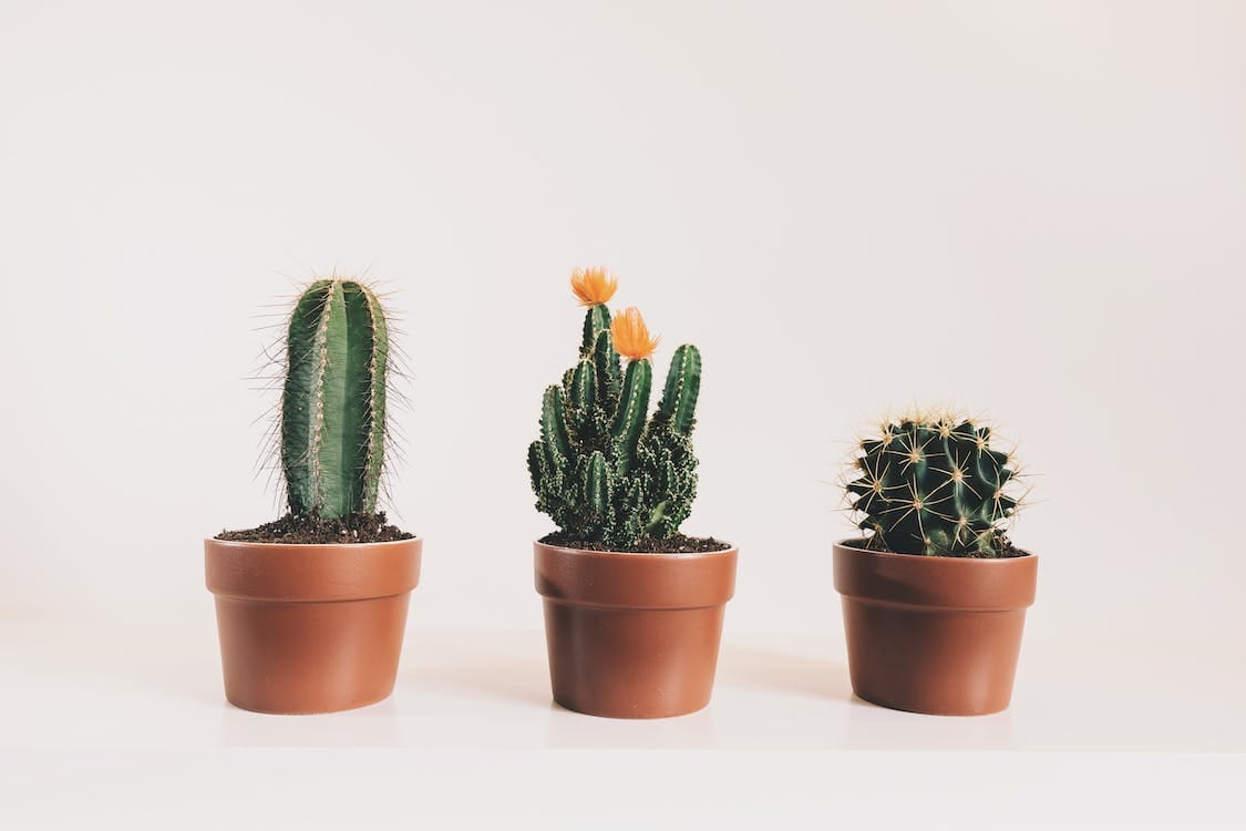 plantas más fáciles de cuidar