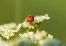 La Primavera 2024: Una estación de belleza y desafíos para los alérgicos