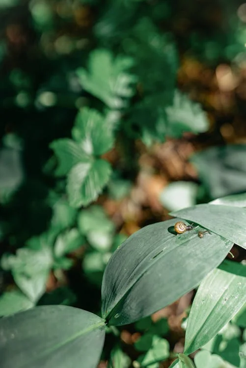 Preparar el jardín