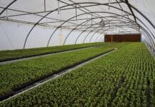 Un recorrido por la extensa variedad de cerezos ¿cuáles son tus favoritos?