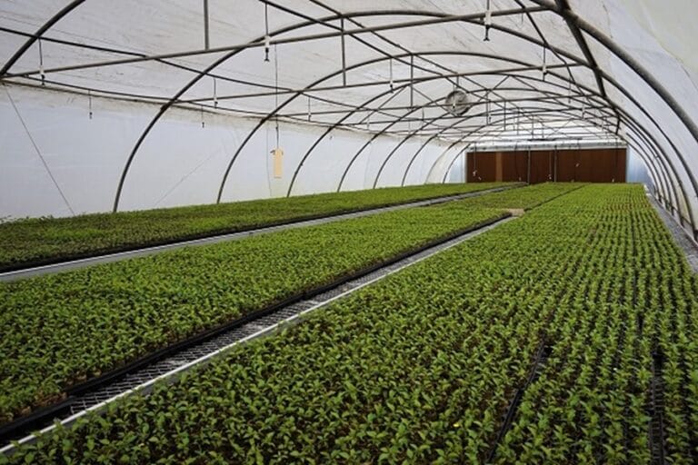 Un recorrido por la extensa variedad de cerezos ¿cuáles son tus favoritos?