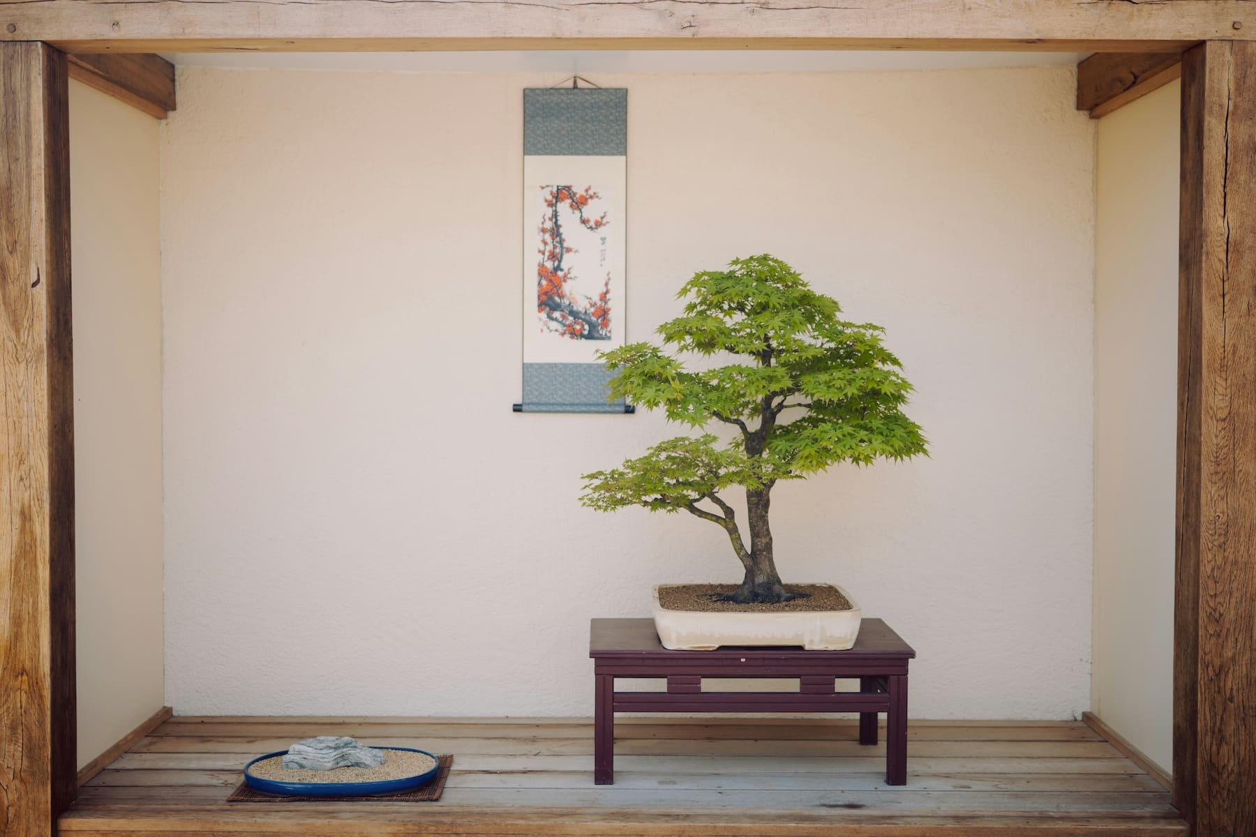 El encanto minimalista en tu hogar: Integrando el bonsái en tu decoración 2 Bonsai Japonés