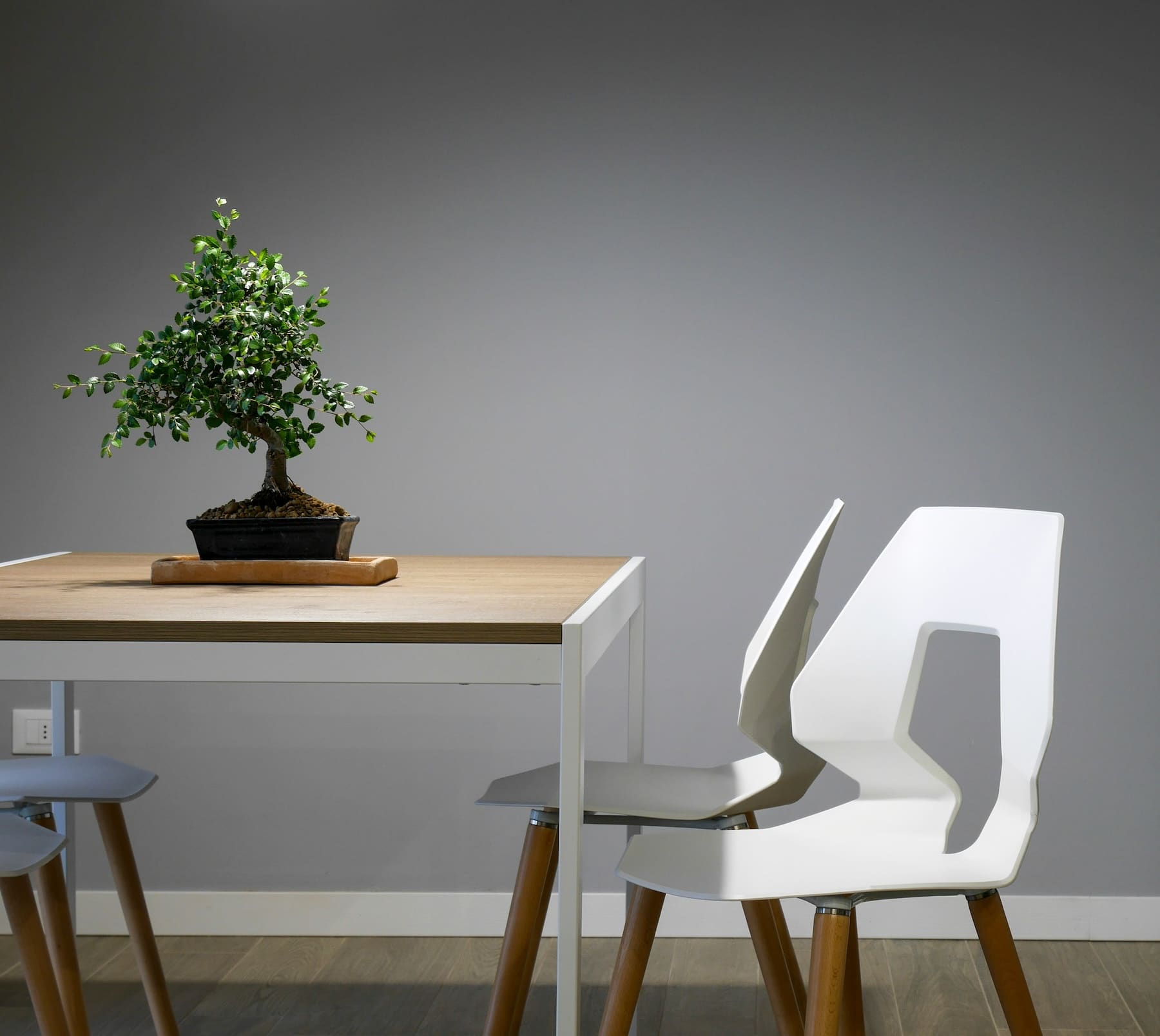 El encanto minimalista en tu hogar: Integrando el bonsái en tu decoración