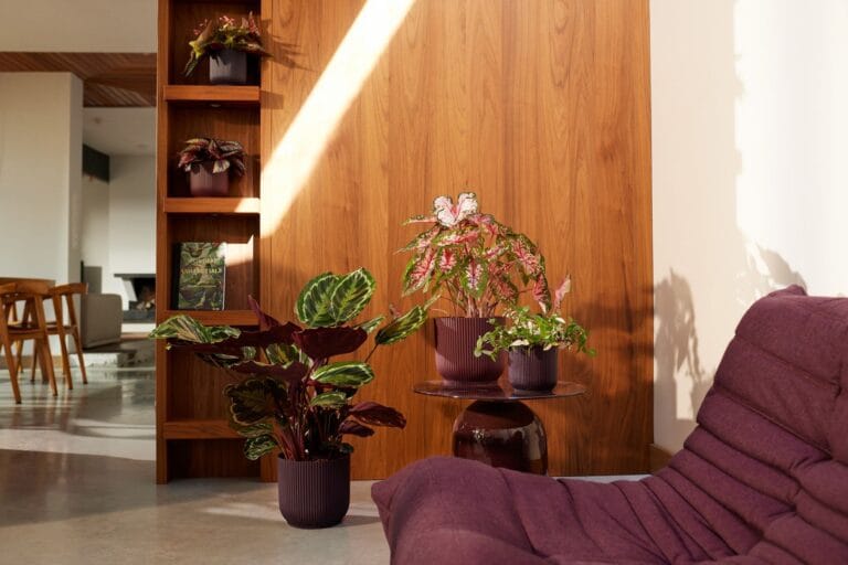 Elho Presenta sus Nuevas Colecciones de Macetas para Interiores