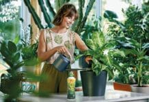 Reconecta con el hogar a través del cuidado de plantas verdes este septiembre